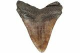 5.04" Fossil Megalodon Tooth - South Carolina - #203105-2